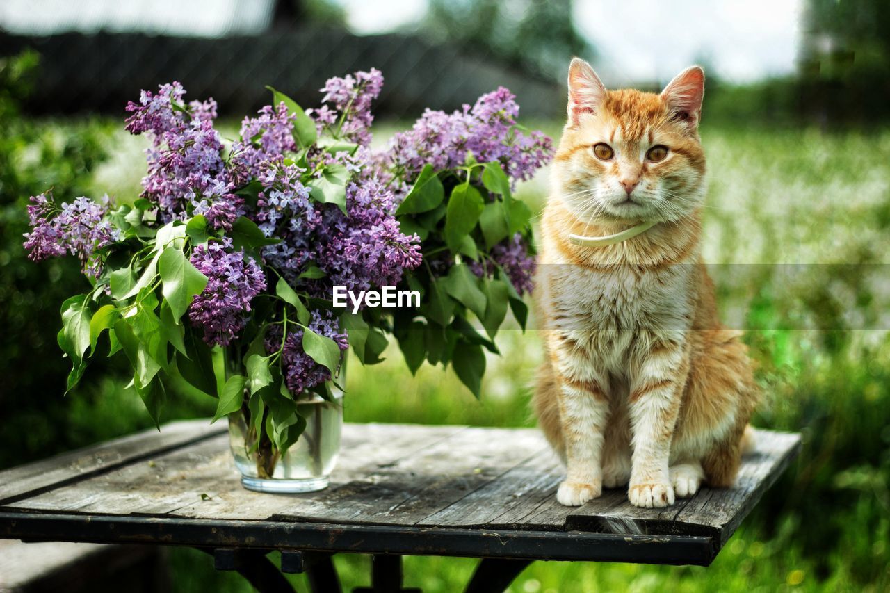 Portrait of cat with flowers