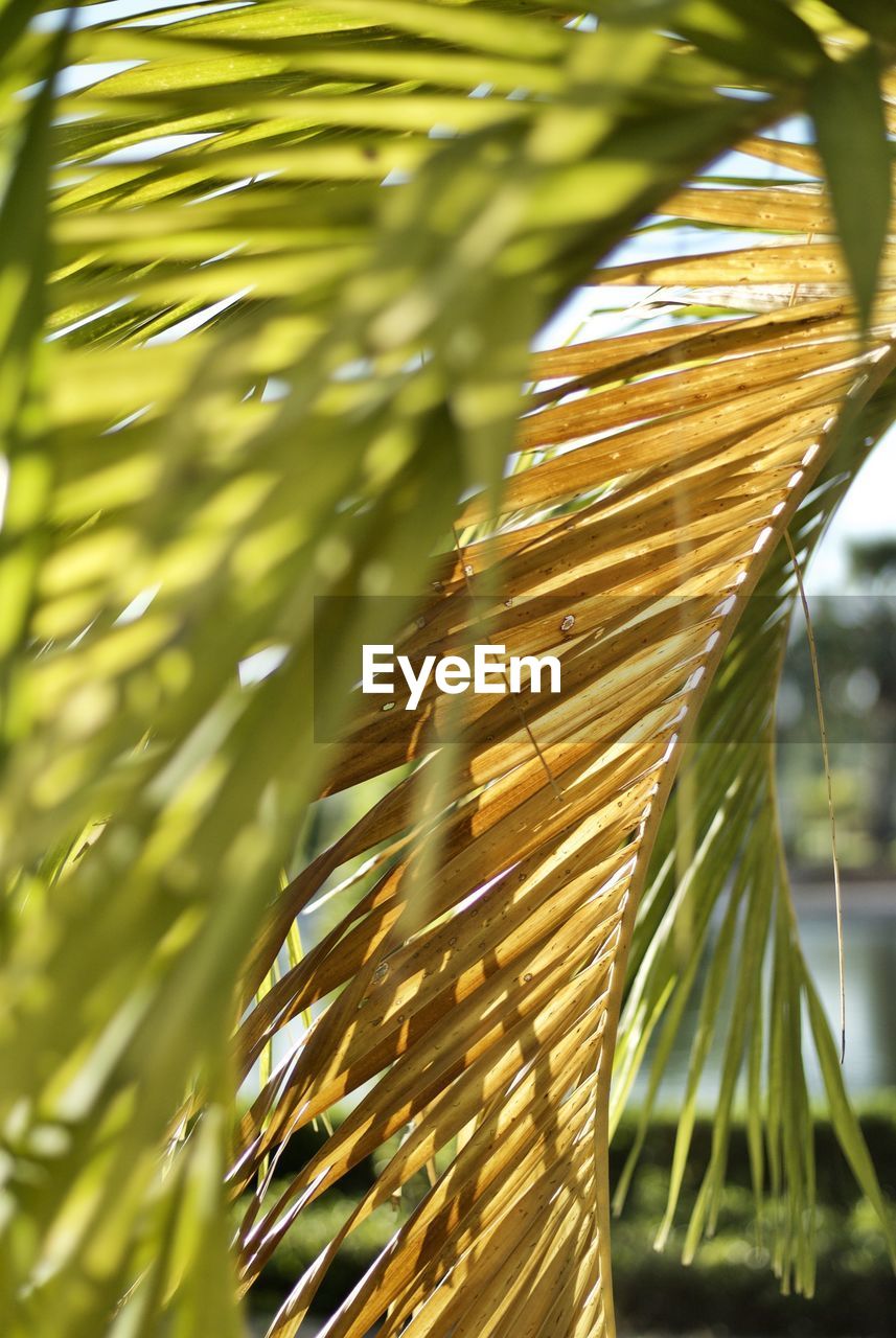 Close-up of palm leaves growing outdoors