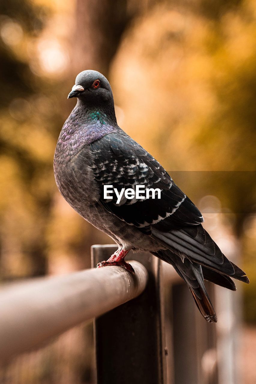 Close-up of pigeon perching on railing