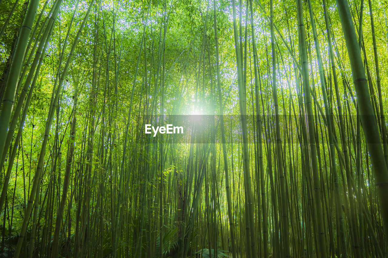 LOW ANGLE VIEW OF BAMBOO TREES