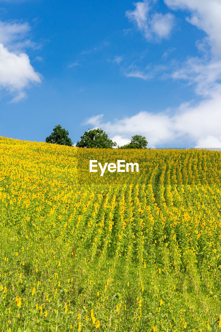 VIEW OF OILSEED RAPE FIELD AGAINST SKY