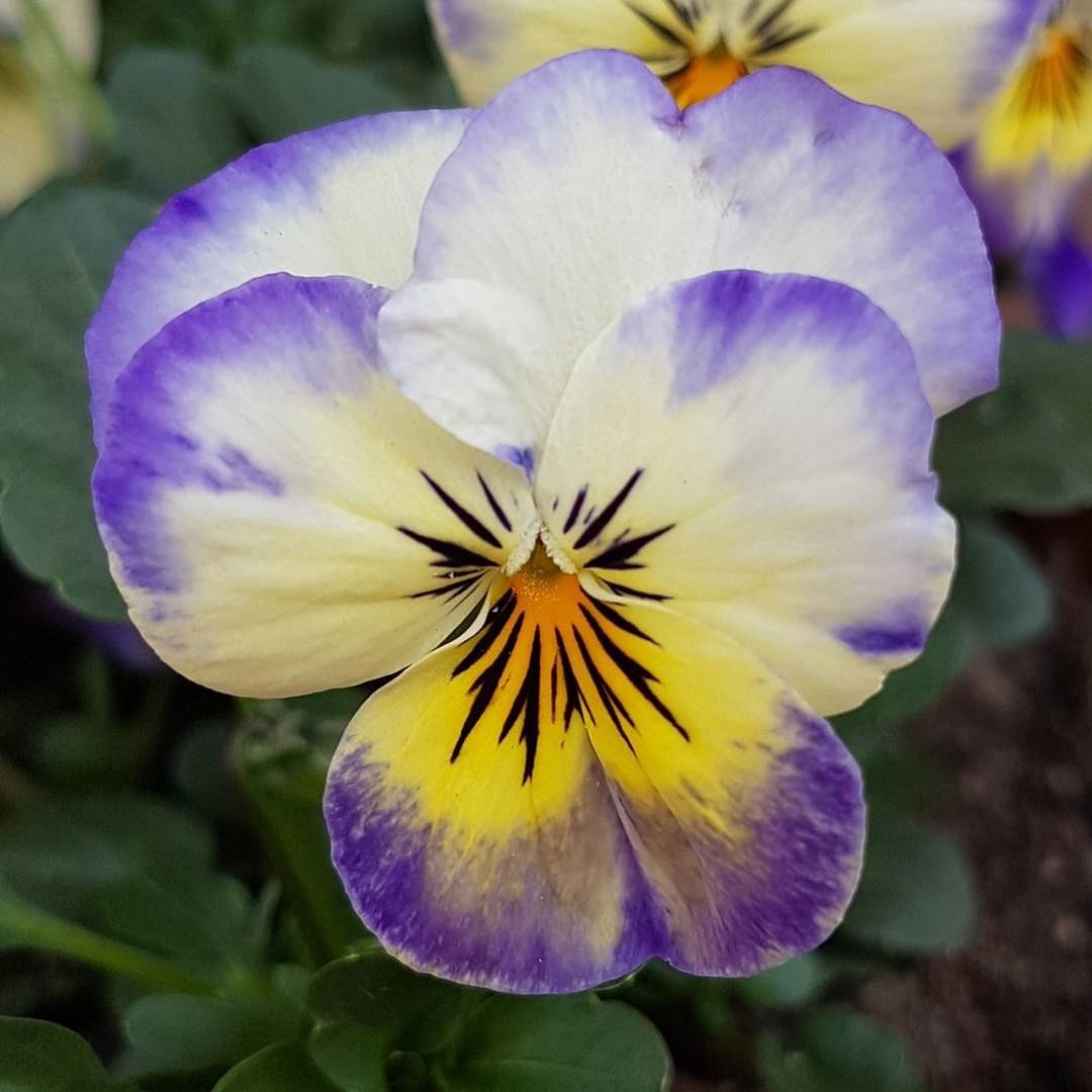 CLOSE-UP OF FRESH WHITE IRIS BLOOMING OUTDOORS