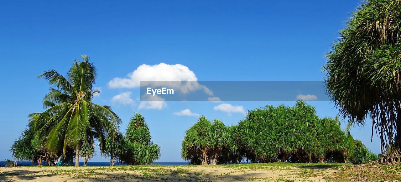 Panoramic view of palm trees on field against blue sky