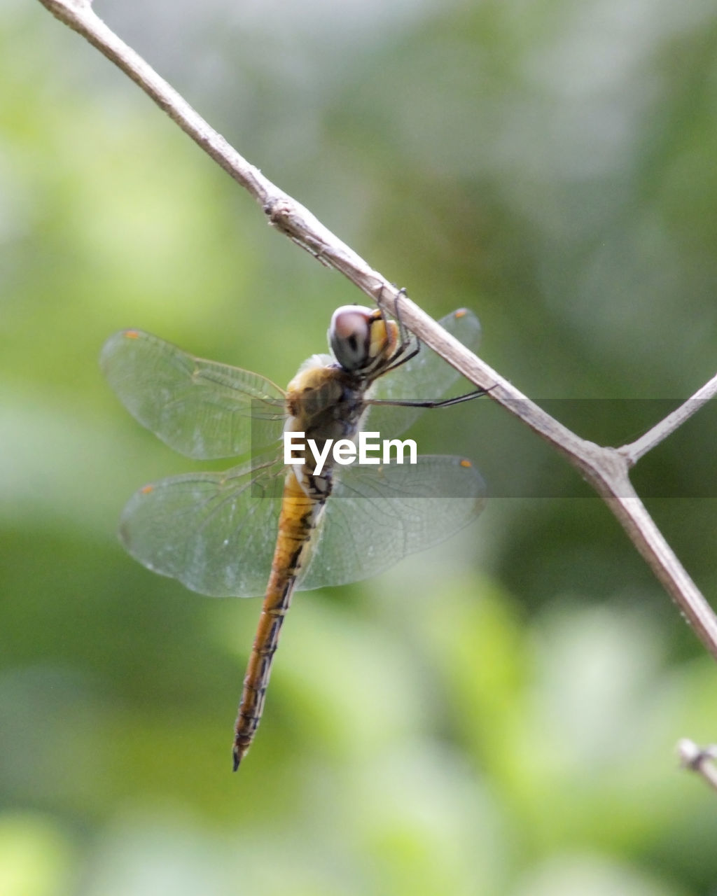 CLOSE-UP OF INSECT ON LEAF