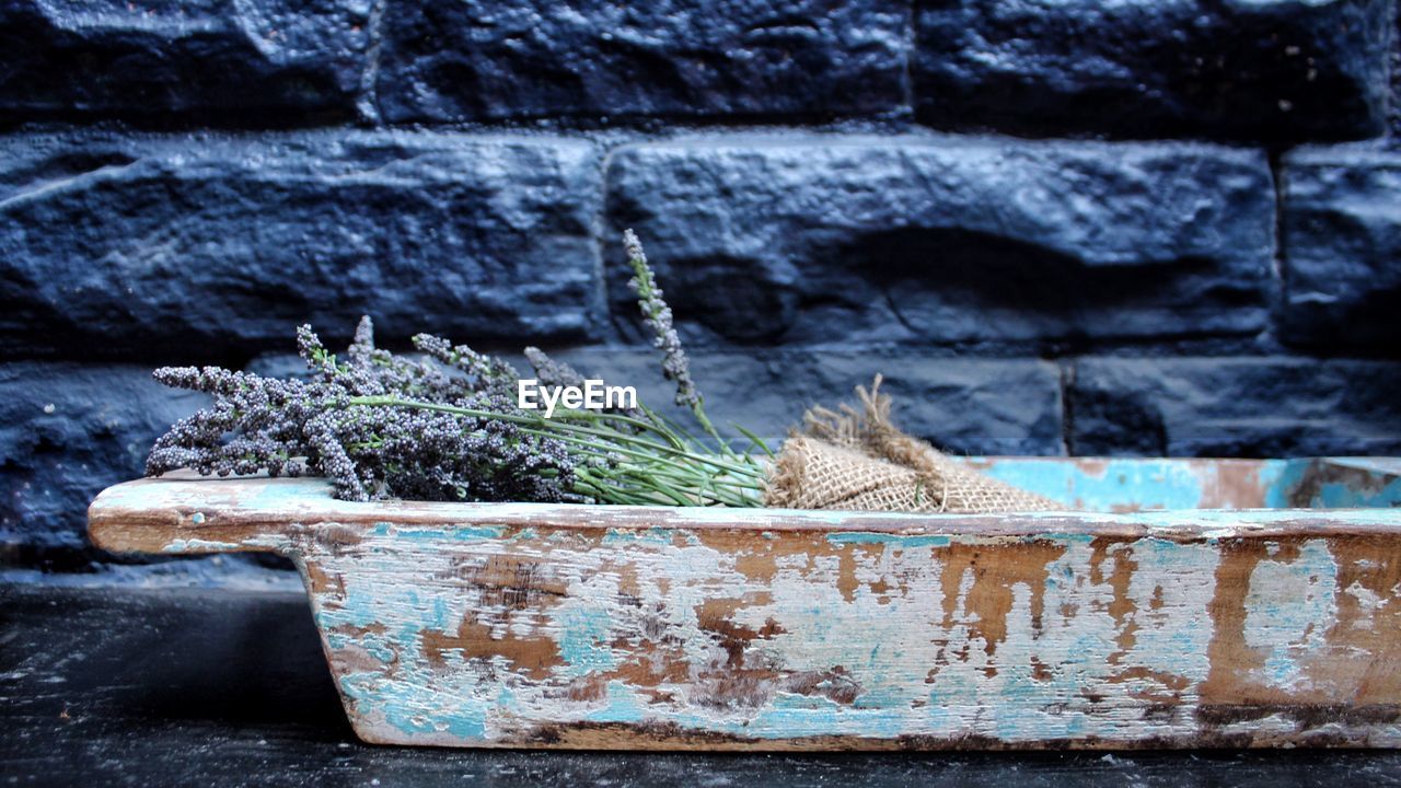 Close-up of plants against stone wall