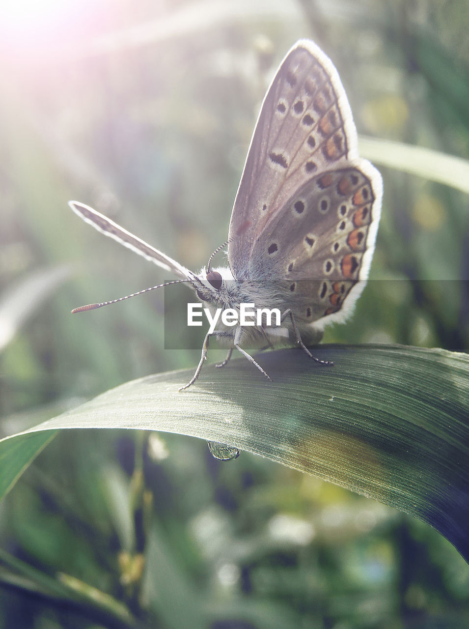 Close-up of butterfly on flower