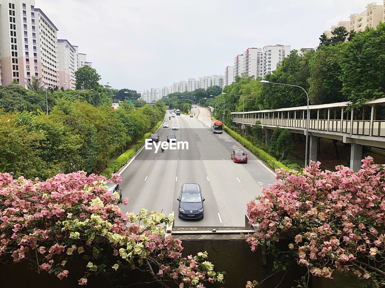 CARS MOVING ON ROAD AMIDST PLANTS