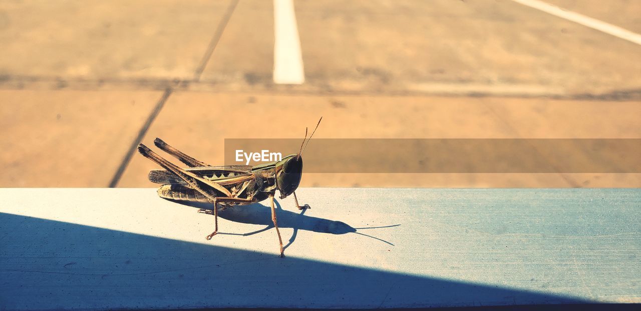 Close up of grasshopper from window on sunny day