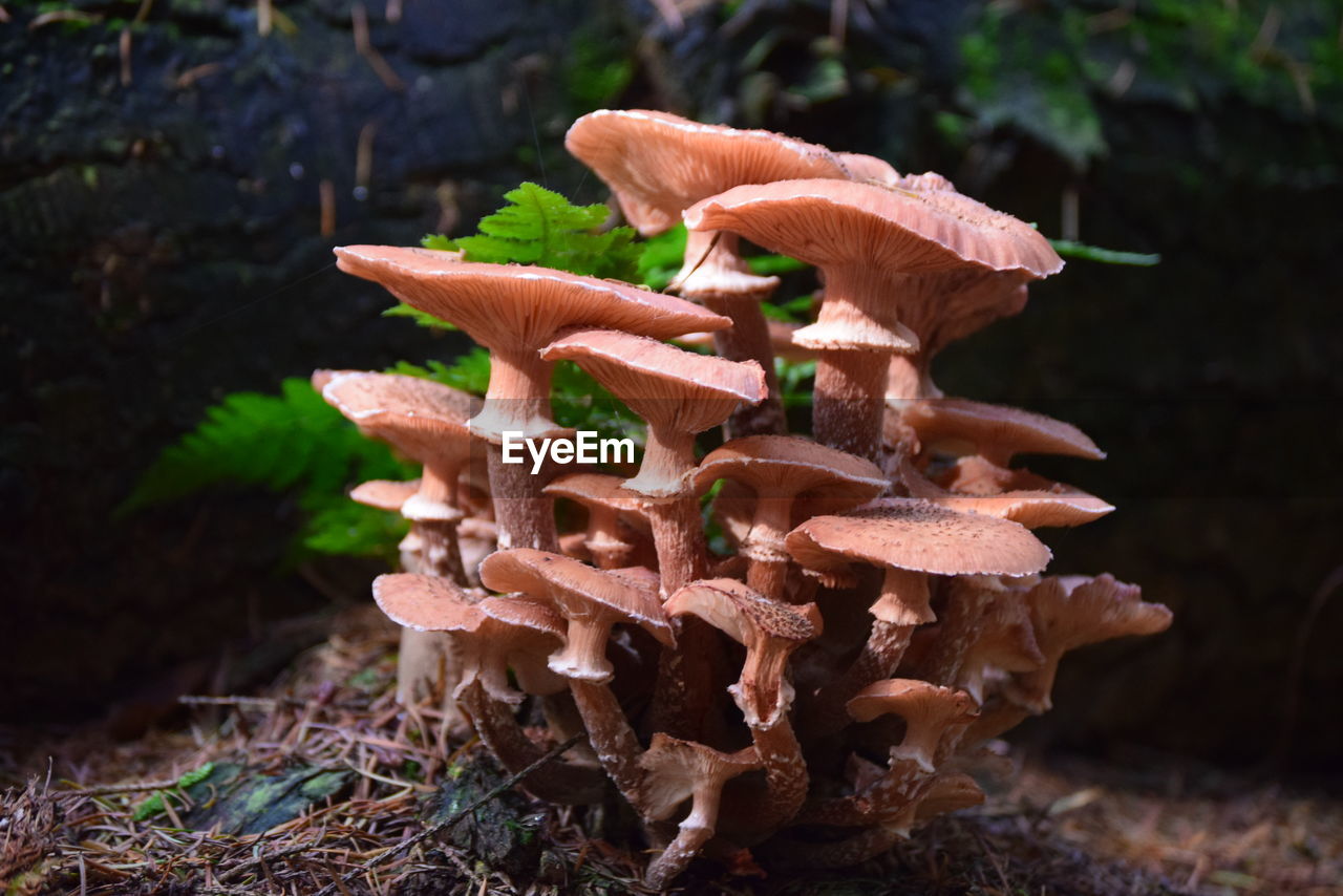 Mushrooms growing at forest