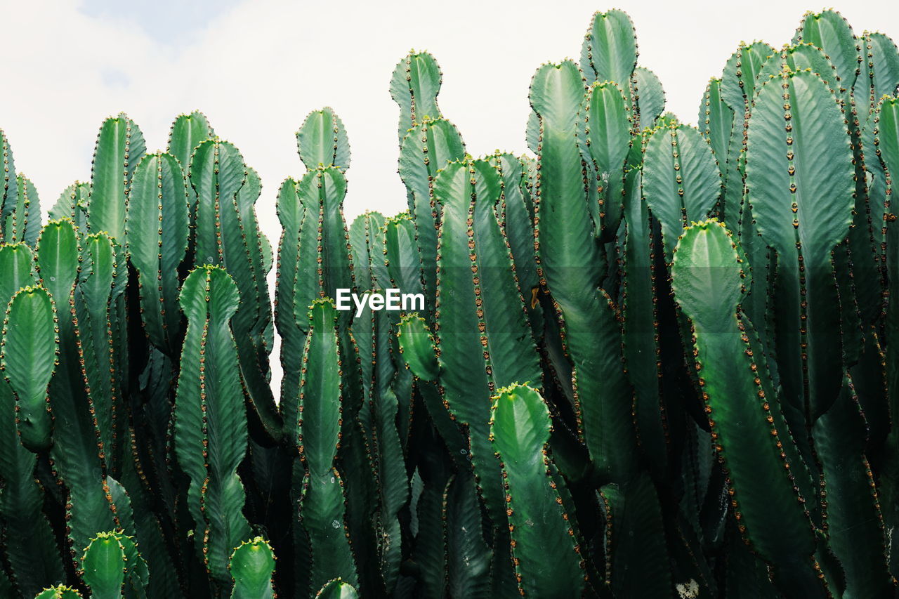 Close-up of cactus plants against sky