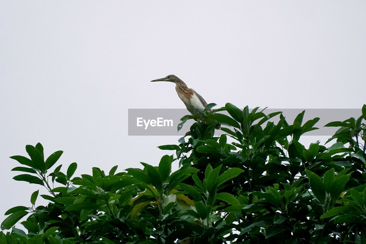 LOW ANGLE VIEW OF BIRD PERCHING ON A PLANT