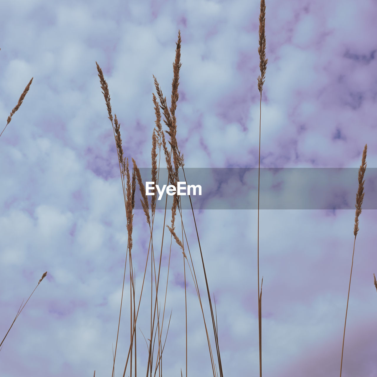 sky, cloud, nature, grass, plant, growth, no people, beauty in nature, wind, low angle view, flower, outdoors, day, pink, tranquility, plant stem, sunlight, field, focus on foreground, line