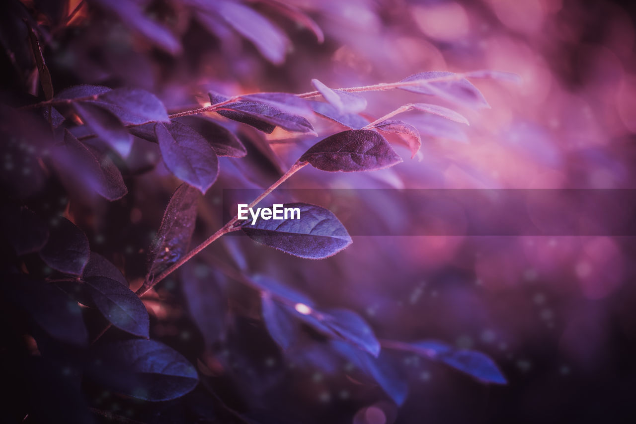 Close-up of purple flowering plant