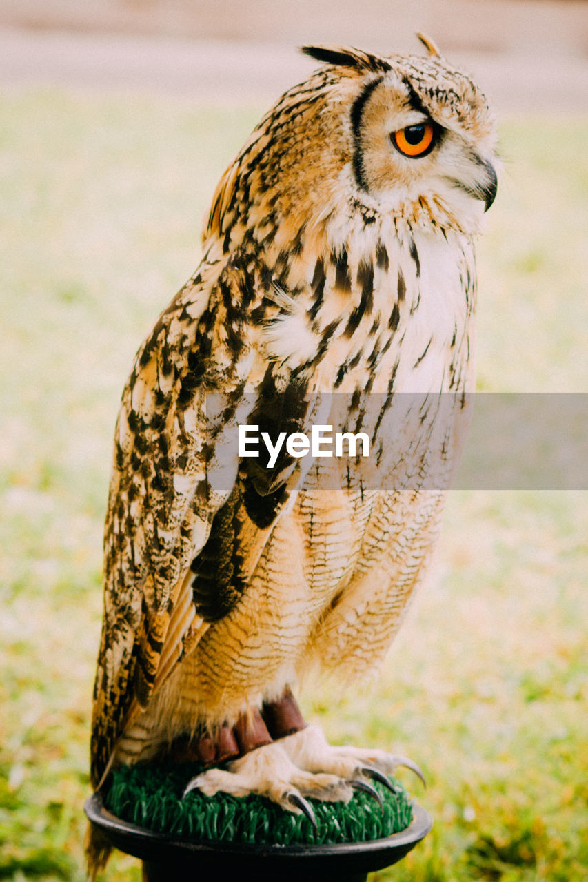 Close-up of eurasian eagle owl perching outdoors