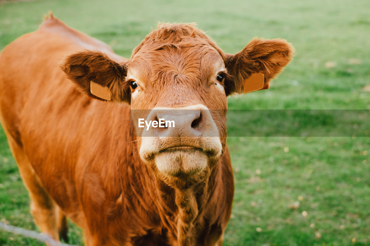 Limousin cow looking at the camera