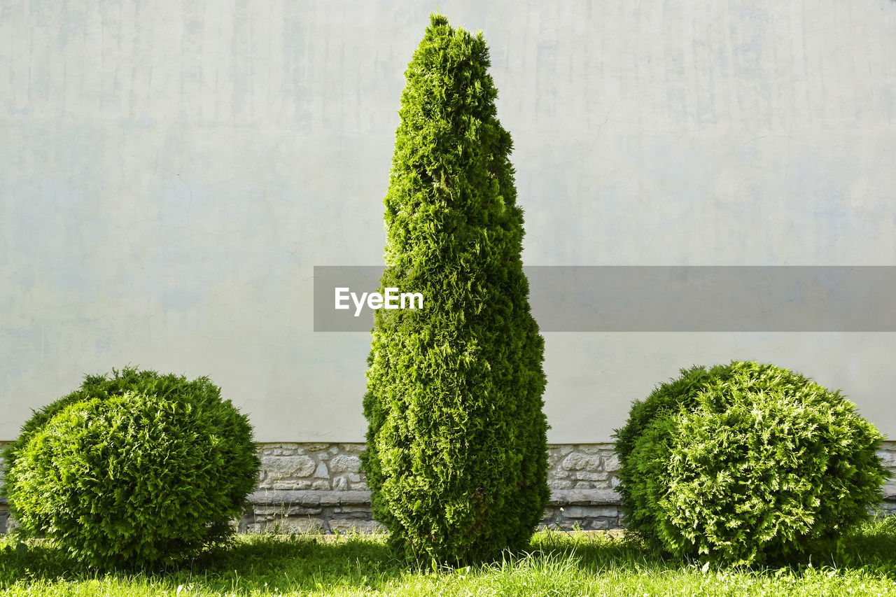 green, plant, topiary, tree, grass, nature, growth, no people, hedge, shrub, wall - building feature, day, outdoors, garden, beauty in nature, spruce, leaf, flower, formal garden