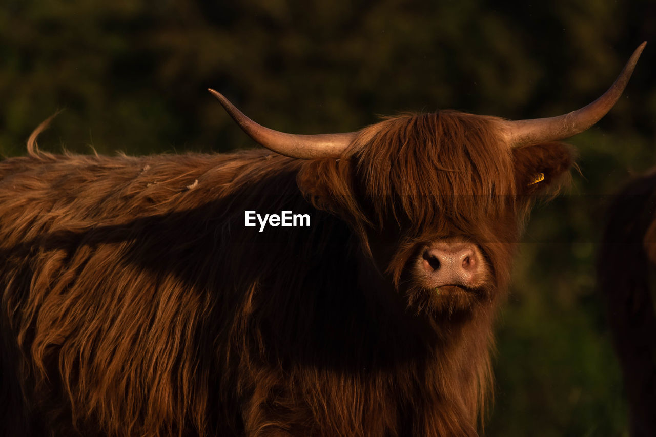 Highland cow portrait