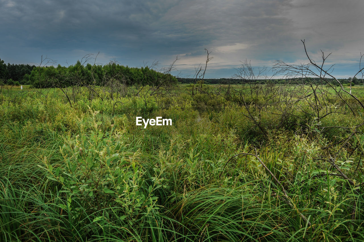View of grassy field against sky
