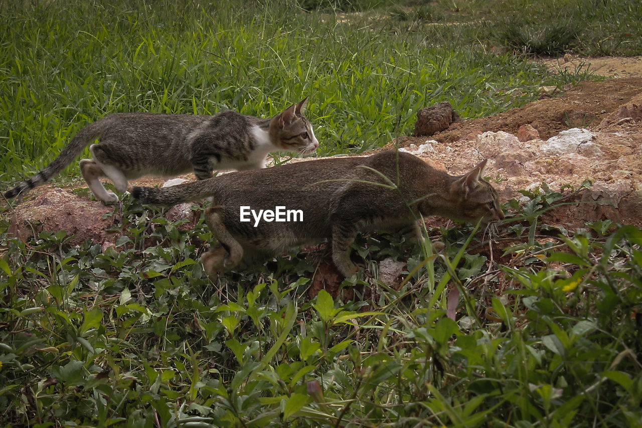 CAT LYING ON GRASS