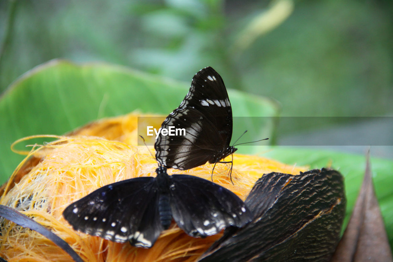 Butterfly on leaf