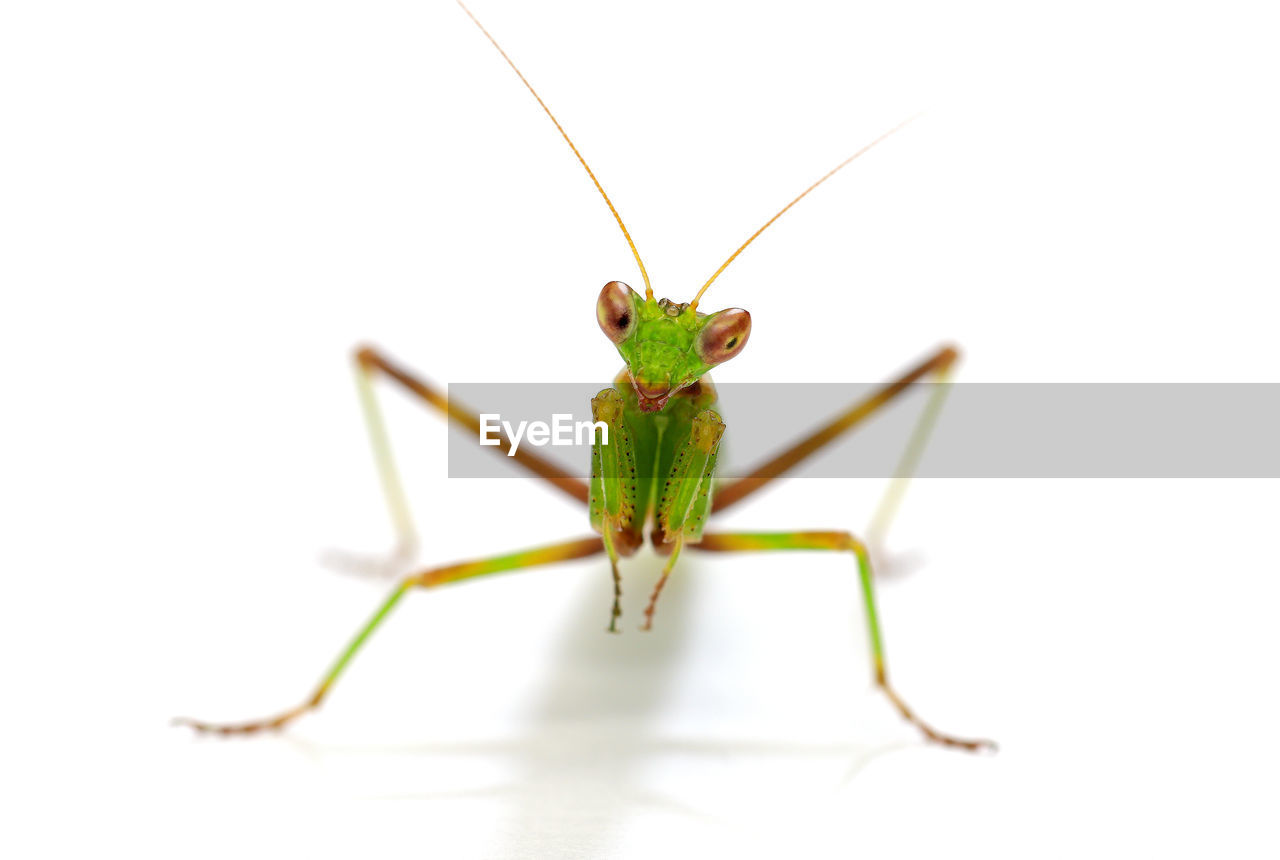 CLOSE-UP OF GRASSHOPPER