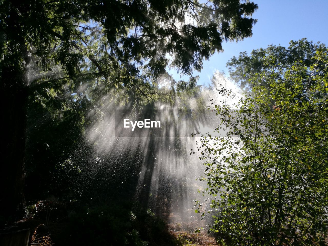 SUN STREAMING THROUGH TREES IN FOREST