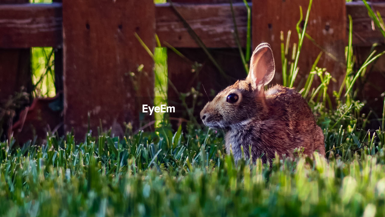 Close-up of rabbit on field