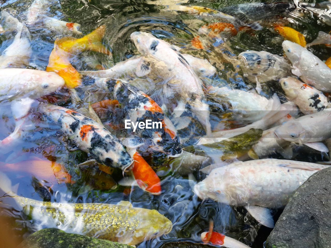 High angle view of koi fish in water