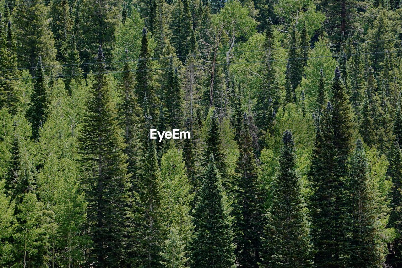 A close up of ponderosa pine trees in different shades of green.