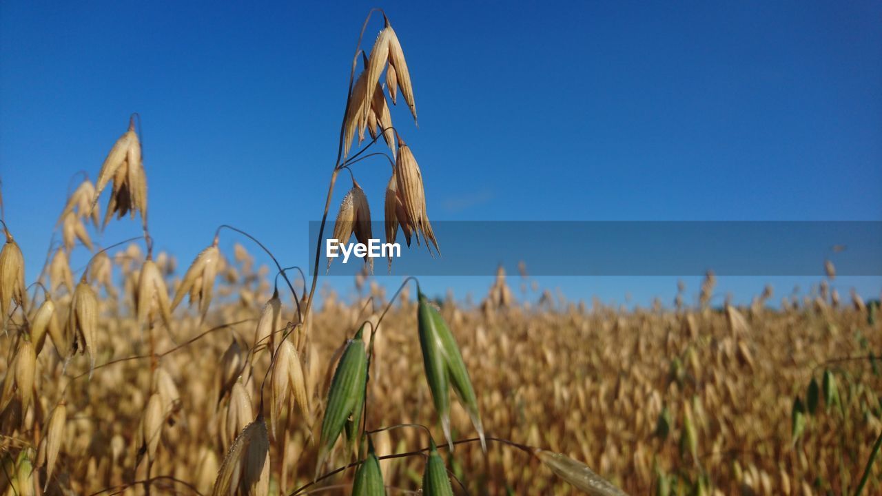 Close-up of wheat field against clear blue sky