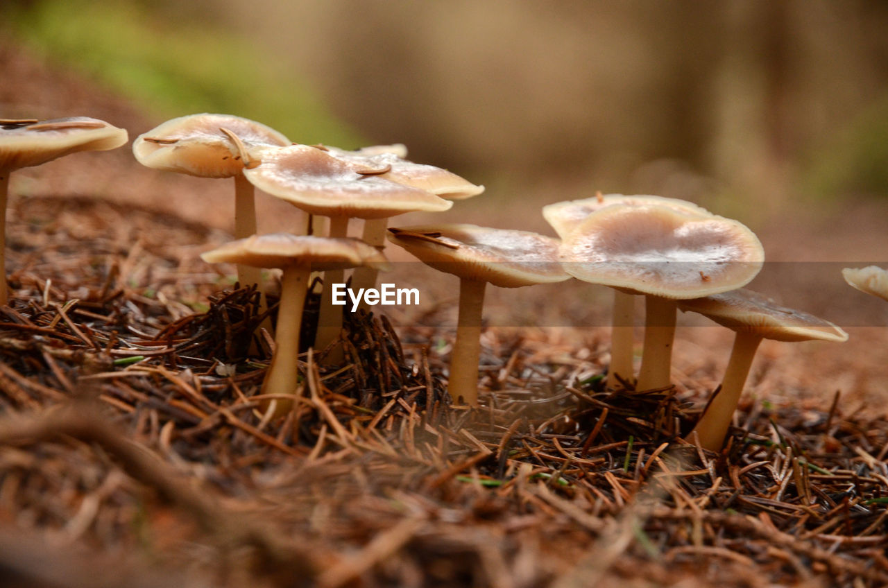 Close-up of mushrooms growing on the floor of a pine forest