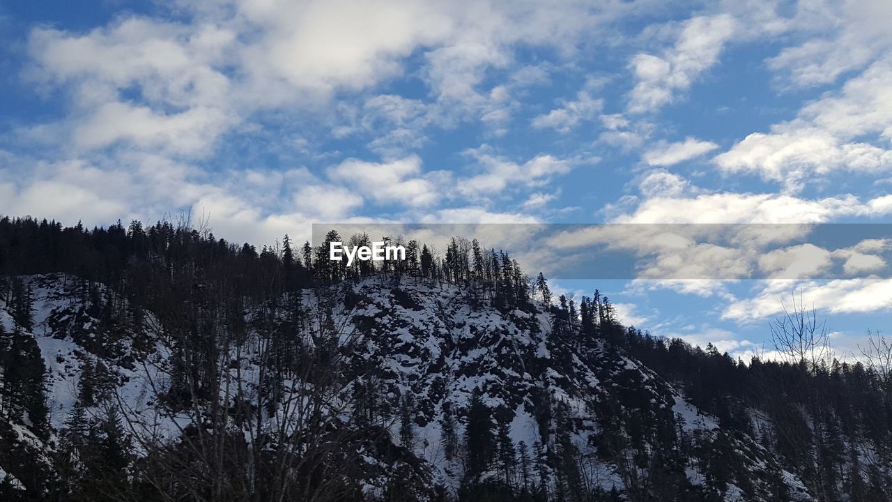 Pine trees on snowcapped mountains against sky