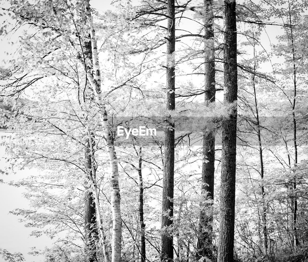 TREES ON FOREST