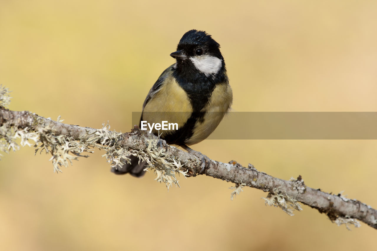 BIRD PERCHING ON BRANCH