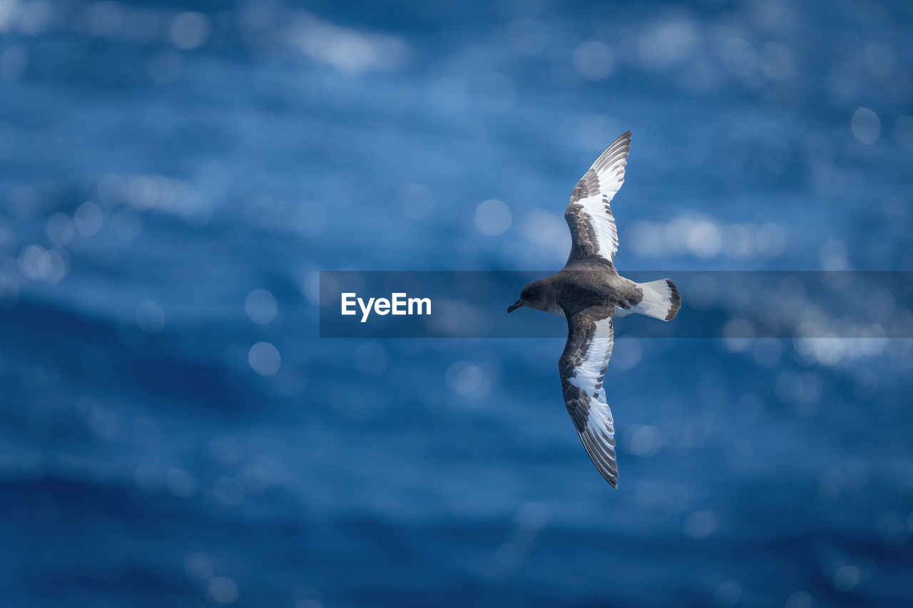 animal, animal themes, flying, animal wildlife, wildlife, bird, one animal, spread wings, gull, sky, blue, nature, mid-air, animal body part, seabird, motion, no people, water, seagull, cloud, animal wing, wing, sea, outdoors, bird of prey, beauty in nature, day