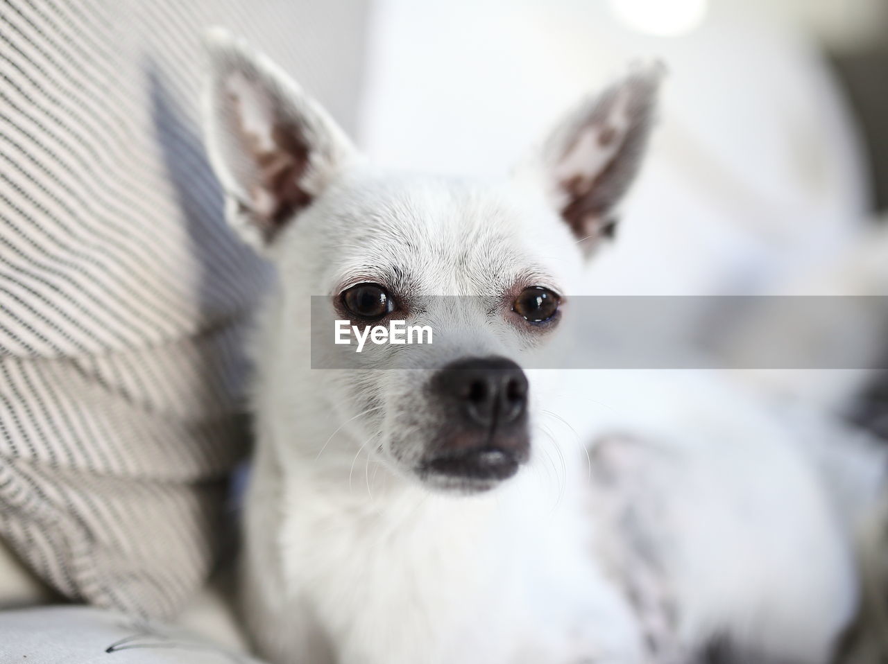 Close-up portrait of dog relaxing on sofa at home