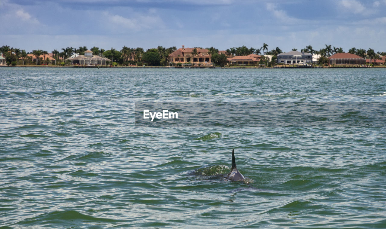 Bottlenose dolphin tursiops truncatus swims along the shoreline of cape romano, florida in summer