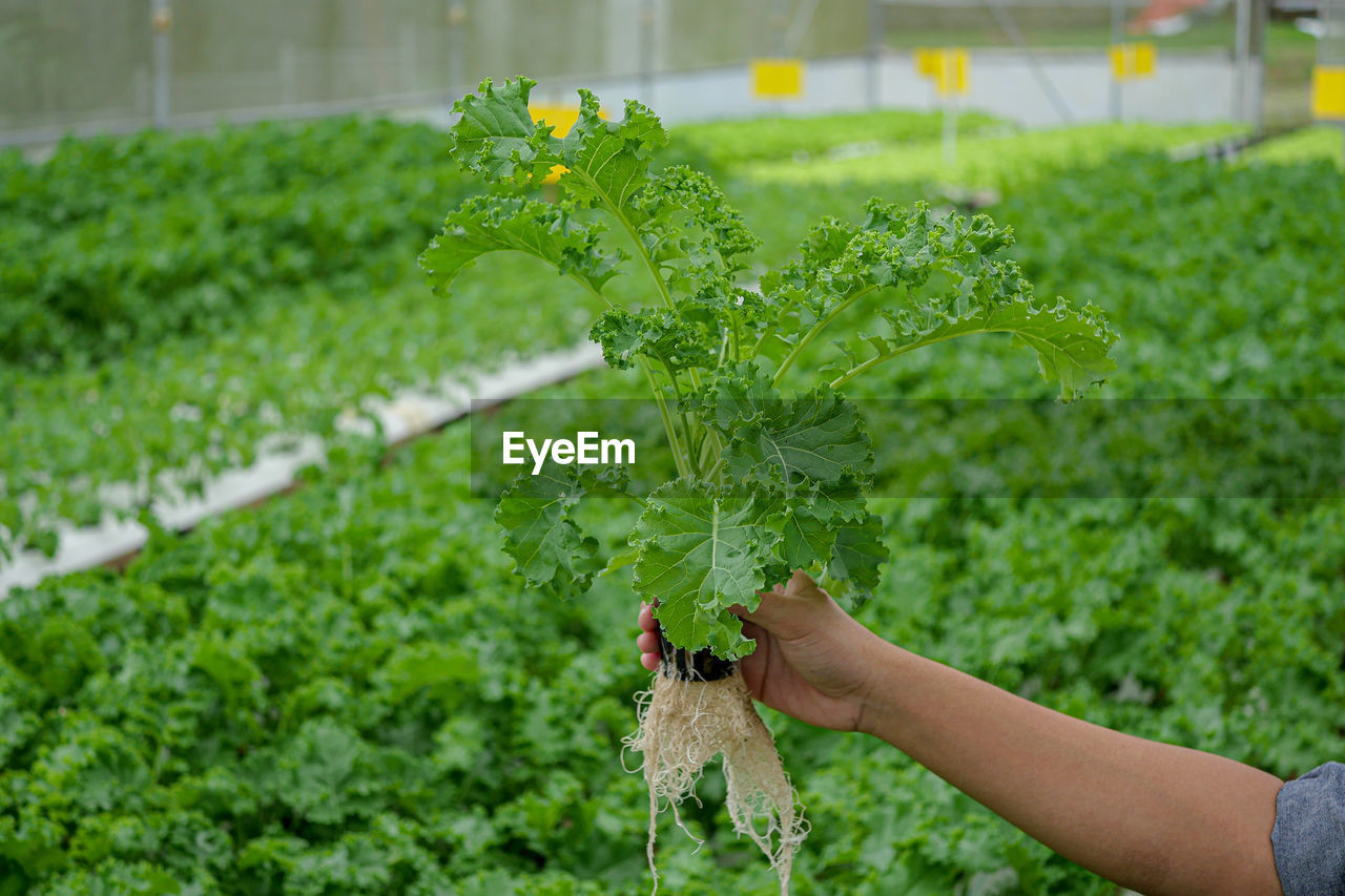 HAND HOLDING PLANT AT FIELD