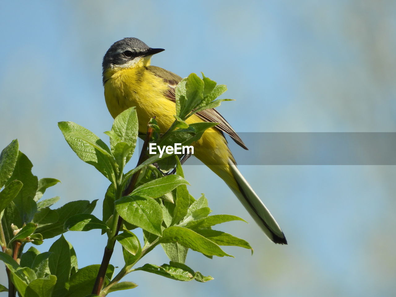 Close-up of bird perching on plant