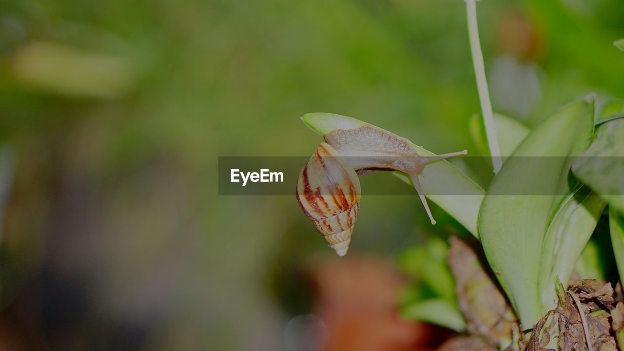 CLOSE-UP OF BUTTERFLY POLLINATING FLOWER