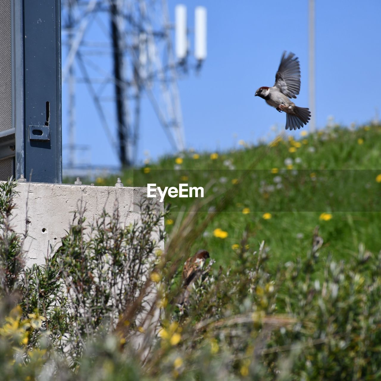 BIRD FLYING IN THE SUNLIGHT