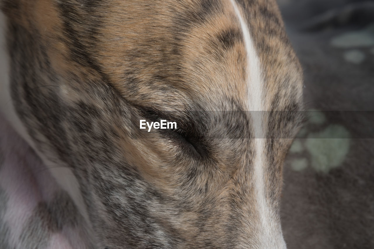 one animal, animal themes, animal, mammal, dog, pet, animal body part, domestic animals, close-up, animal head, canine, no people, snout, animal hair, animal eye, nose, day, whiskers, eye, outdoors