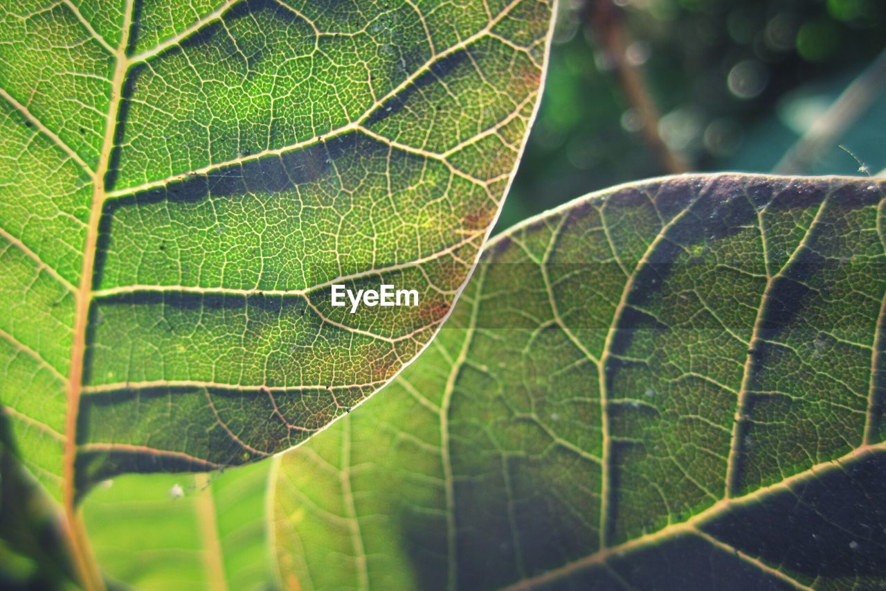 FULL FRAME SHOT OF LEAF