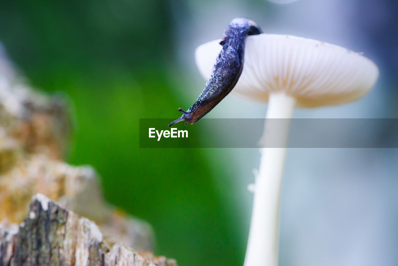 Close-up of a mushroom