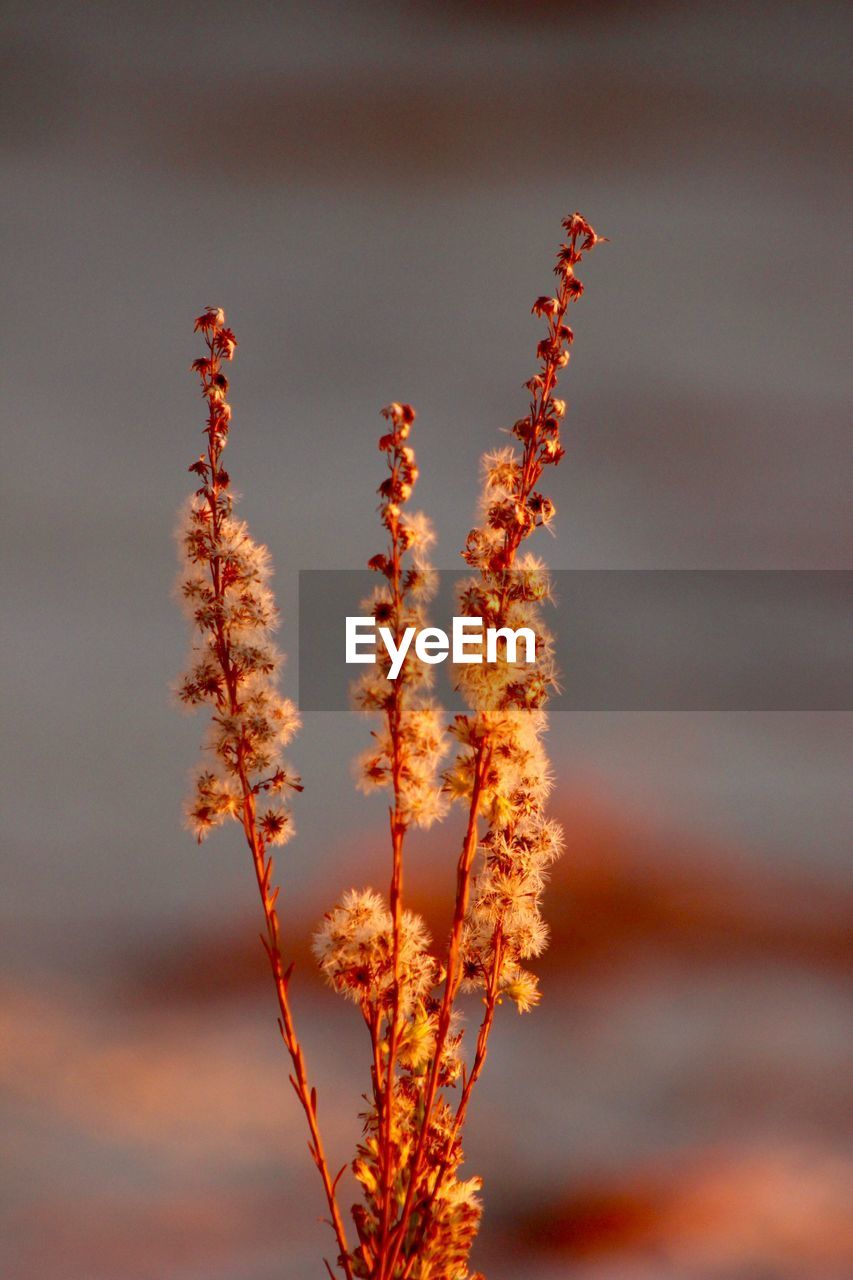 CLOSE-UP OF FLOWERING PLANTS AGAINST SKY DURING SUNSET