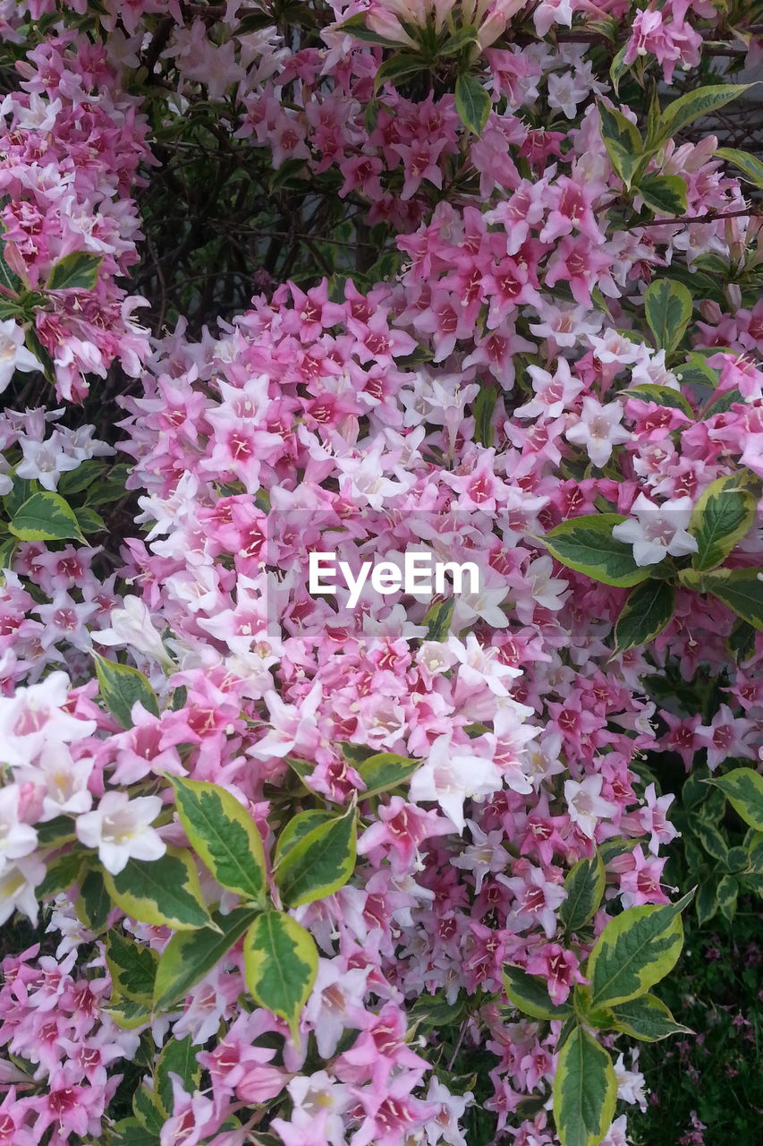 PINK FLOWERS BLOOMING IN PARK