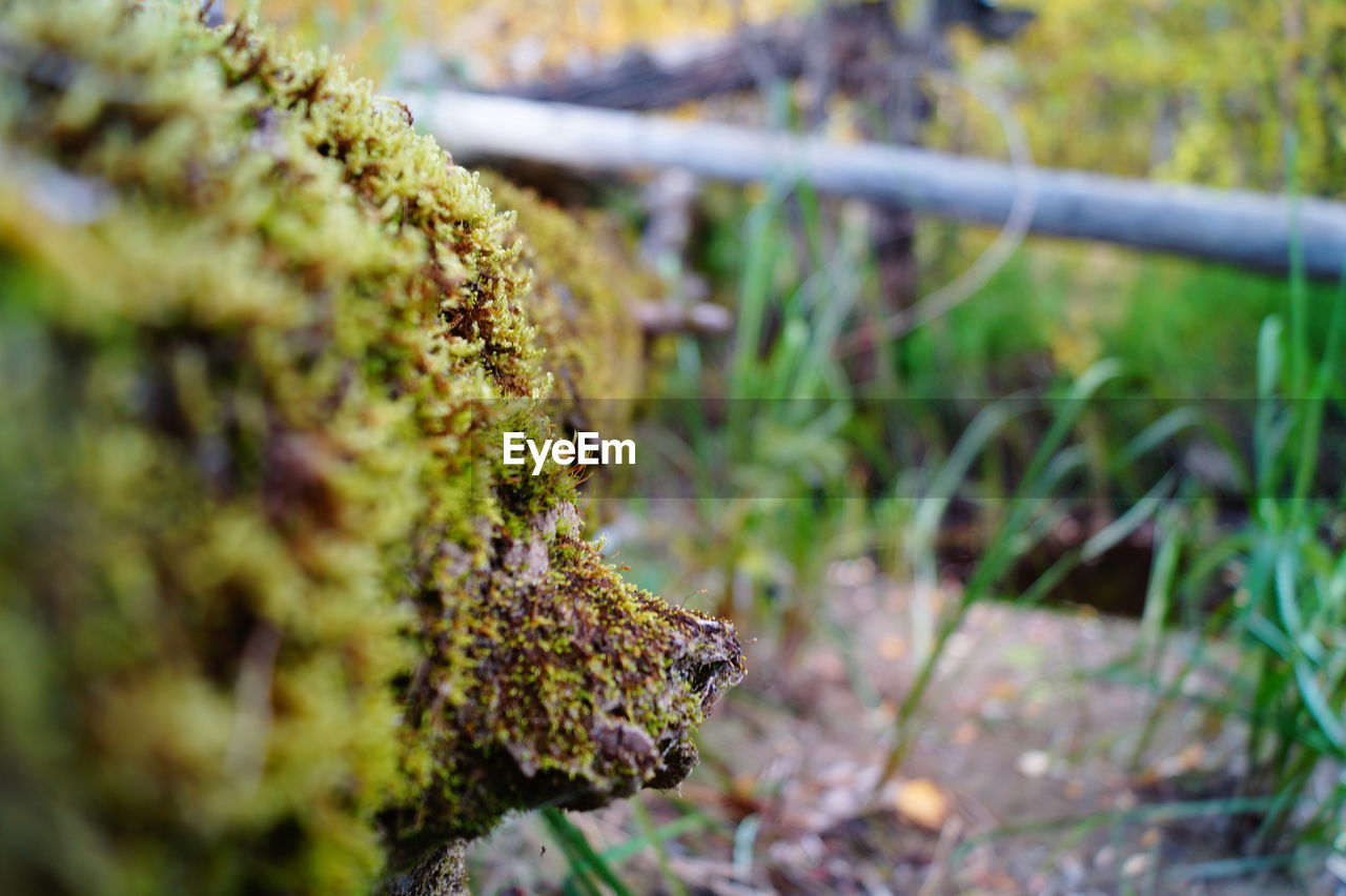 CLOSE-UP OF PLANT IN FOREST