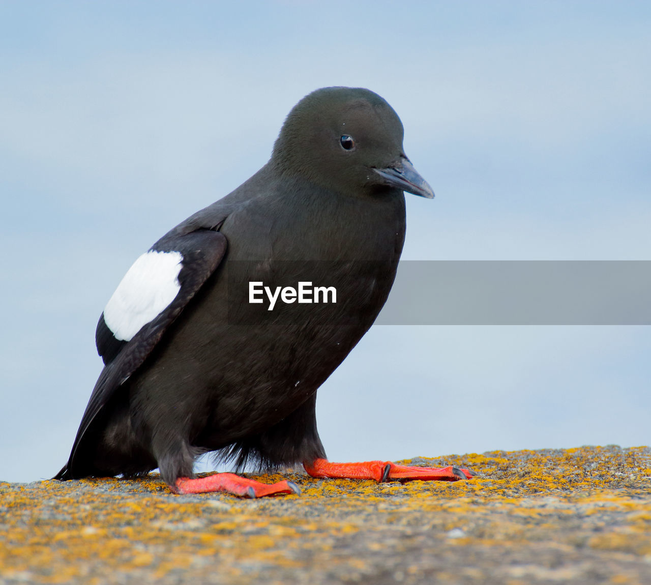 Close-up of black guillemot perching on retaining wall against sky