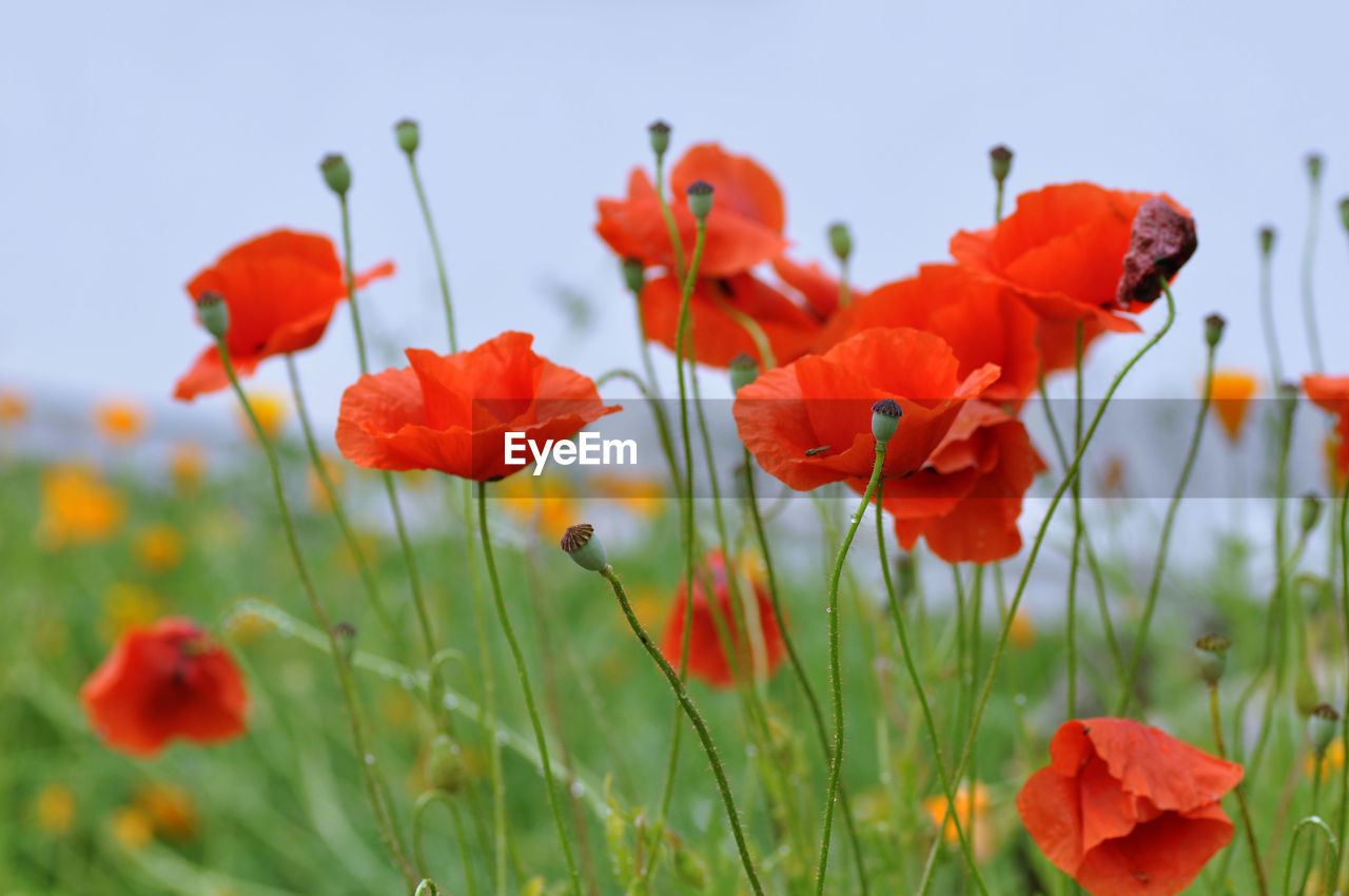 Close-up of poppies blooming on field against sky