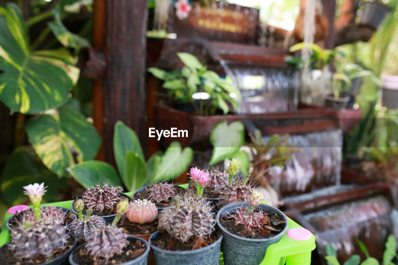 plant, growth, potted plant, garden, flower, nature, no people, freshness, food and drink, food, day, gardening, leaf, outdoors, beauty in nature, plant part, botany, floristry, green, focus on foreground, variation, flowerpot, succulent plant, agriculture, container, flowering plant